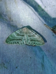 Cyclidia rectificata