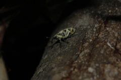 Ileomus distinguendus