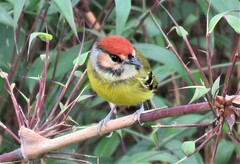 Poecilotriccus ruficeps