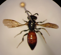 Sphecodes rufiventris