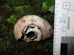 Pedinogyra rotabilis