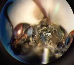 Sphecodes rufiventris