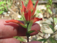 Castilleja nelsonii