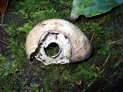 Pedinogyra rotabilis