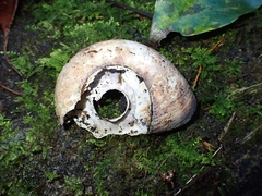 Pedinogyra rotabilis