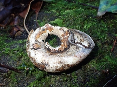 Pedinogyra rotabilis