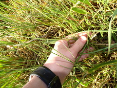Elymus athericus