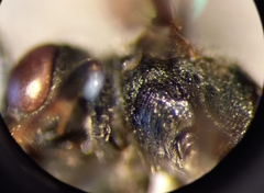 Sphecodes rufiventris