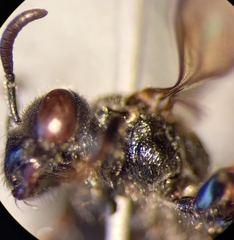 Sphecodes rufiventris