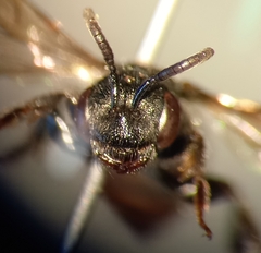 Sphecodes rufiventris