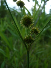 Juncus validus
