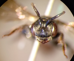 Sphecodes rufiventris