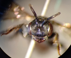 Sphecodes rufiventris