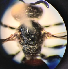 Sphecodes rufiventris