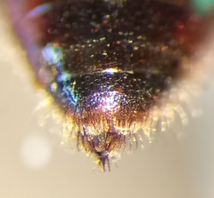 Sphecodes rufiventris