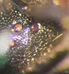 Sphecodes rufiventris