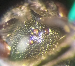 Sphecodes rufiventris