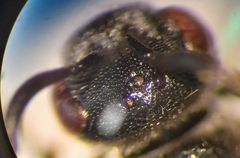 Sphecodes rufiventris