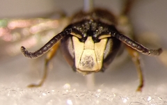 Hylaeus confusus