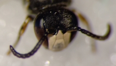 Hylaeus confusus