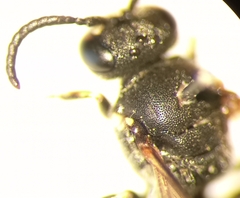 Hylaeus confusus