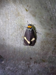 Macrobrochis albifascia