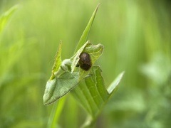Hypocassida subferruginea