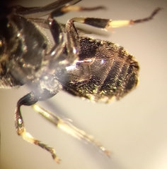Hylaeus confusus