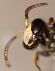 Hylaeus confusus