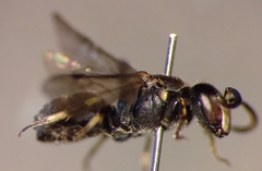 Hylaeus confusus