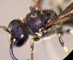 Hylaeus confusus
