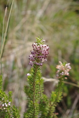 Erica multiflora