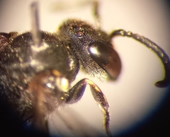 Hylaeus confusus