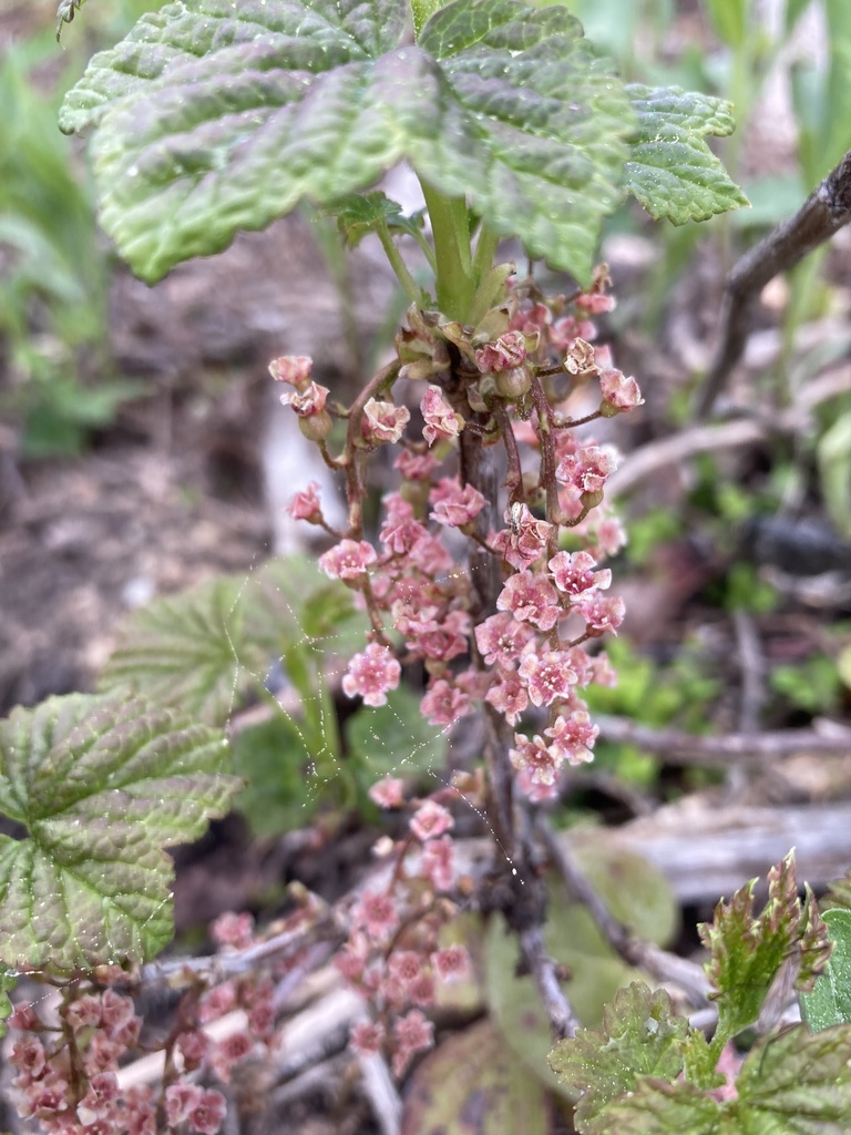 Red currant (Ribes triste)