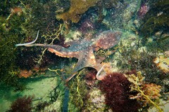 Macroctopus maorum