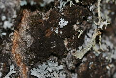 Melanohalea elegantula