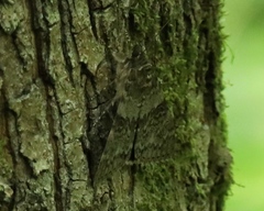 Catocala nupta