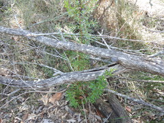Leptospermum brachyandrum