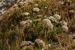 Daucus carota gummifer