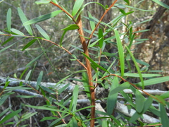 Leptospermum brachyandrum