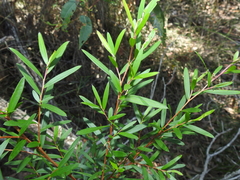 Leptospermum brachyandrum