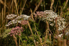 Daucus carota gummifer