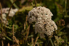 Daucus carota gummifer