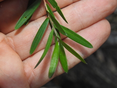 Leptospermum brachyandrum