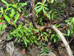 Leptospermum brachyandrum