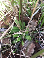 Primula scandinavica