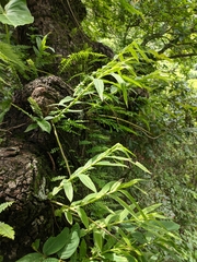 Thunia alba bracteata