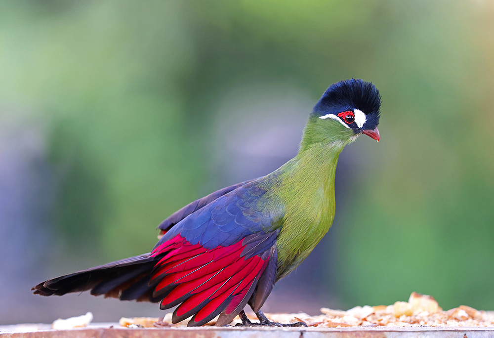 Hartlaub's Turaco photo