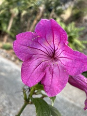 Ruellia macrantha