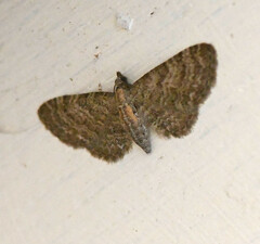 Eupithecia haworthiata